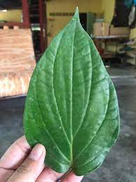 Maksud daun sirih bertemu urat. Mama Guzel Dalam Seikat Daun Sirih Mana Boleh Tak Boleh Facebook