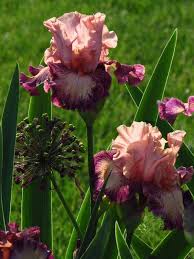 The Glory Of May In The Garden Romantic Garden Garden Bloggers Flowers