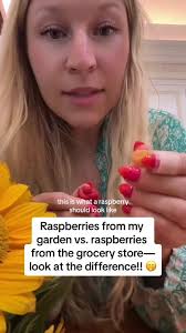 👩🏼‍🌾 raspberries from the garden >> #raspberry #garden #organicfood