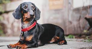Contact michigan dachshund breeders near you using our free dachshund breeder search tool below! Dachshund Puppies For Sale Greenfield Puppies