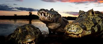 Telegram vazados sarah estanislau her bright spirit along