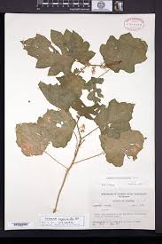 Image result for Solanum capsicoides