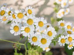 Add two tablespoon dried chamomile ( babunah ) flowers in a cup of boiling water. Chamomile Plant Care And Growing Guide
