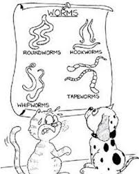 Pin On Veterinarians