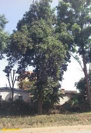 Image result for Cordia africana