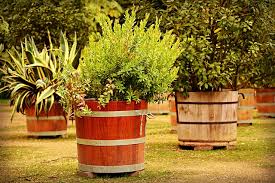 La macchia mediterranea è una formazione vegetale, fatta di piante per lo più autoctone, che si è costituita come risultato della trasformazione del paesaggio ad la macchia mediterranea si estende in massima parte su suoli aridi, poco profondi, rocciosi, calcarei e con un rapido drenaggio. Piante Mediterranee E Tutto Quello Che Bisogna Sapere Per Conoscerle