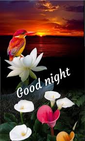இரவ வணக கம Good Night Sharechat Good Night Flowers New Good Night Images Good Night Love Images