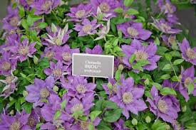 Clematis bijou is a dependable clematis that will do well in either full sun or light shade. Photo Of The Bloom Of Clematis Bijou Posted By Mike Garden Org