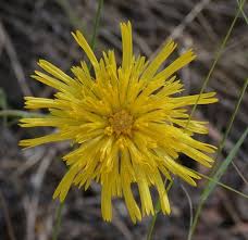 Image result for Indigofera subargentea