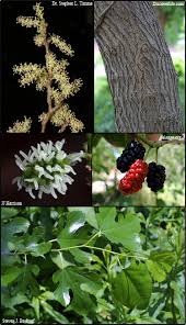 Image result for Morus indica