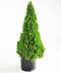They flower in spring, summer, and fall. Dwarf Alberta Spruce Bower Branch