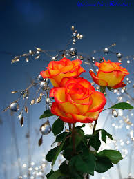 Https Encrypted Tbn0 Gstatic Com Images Q Tbn And9gcqnerrj6qbhlsxhp11kihzrevnczeelmhb0ng Usqp Cau