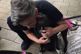 To qualify for free or subsidised treatment, pet owners must be in receipt of certain benefits, such as housing benefit or council tax support, and live within the catchment area of a pdsa hospital or clinic. The Charity Offering Free Veterinary Care To Bristol S Homeless Community Street Vet