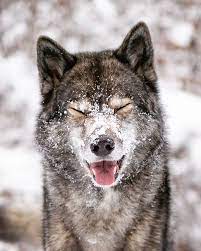 Wolf Look Alike Siberian Husky Ninja Vom Wolfstor Fotos Y Videos De Instagram Siberianhusky Wolf Spirit Animal Animals Beautiful Wolf Dog