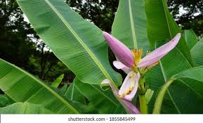 Image result for Musa ornata