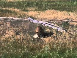 We did not find results for: Thenovelee Napoleon And Samantha 1972 Is Missing From Disney