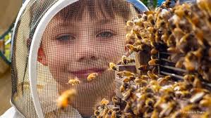 Beginner Backyard Beekeeping Vlog