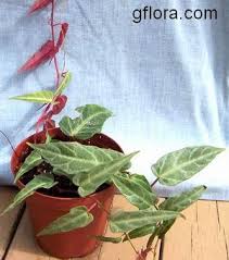 Image result for Cissus crusei