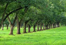 Pecan Trees Pecan Tree Farmhouse Landscaping Orchard Tree