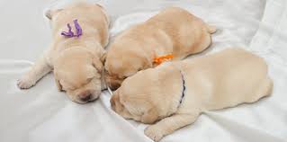 One week after being born, your puppy should weigh twice what it weighed at the moment it was born. Labrador Growth Chart Lab Puppy Weight Chart Height Chart