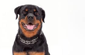 Cheerful, obedient and eager to learn. Do Rottweilers Shed Embora Pets