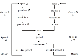 Tahap metagenesis tumbuhan paku spora yang dikeluarkan dari sporangium dan jatuh di tempat yang cocok untuk tumbuh akan berkembang menjadi protalium melalui pembelahan meiosis. Metagenesis Tumbuhan Paku Dan Lumut Website Pendidikan