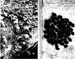 Image result for Psophocarpus lancifolius