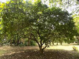 Image result for Voacanga