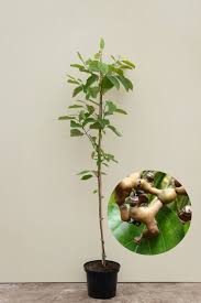 Image result for Hovenia