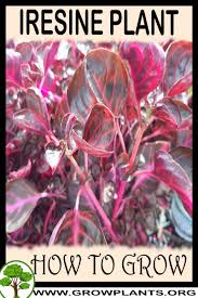 Image result for Iresine