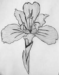 Drawings Tattoos Birth Month Flowers February Birth Flowers Birth Flower Tattoos