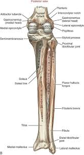Pin By Sibelsmryna On Anatomy Medical Anatomy Human Anatomy And Physiology Body Anatomy