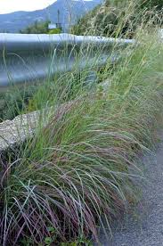 Image result for Hyparrhenia collina