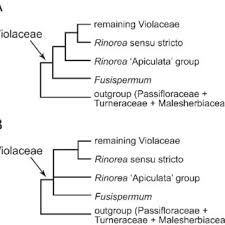Image result for Rinorea brachypetala