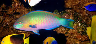 Quoyi Parrotfish Reef Safe Reef Central Online Community Tropical Fish Fish Pet Reef