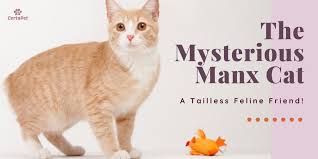 Read more about this cat breed on our manx breed information page. The Mysterious Manx Cat A Tailless Feline Friend Certapet