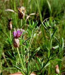 Image result for Vernonia agrianthoides