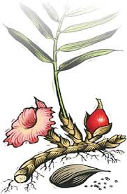 Image result for Aframomum angustifolium