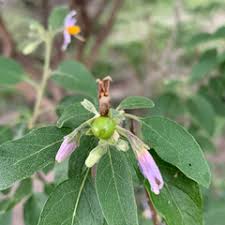Image result for Solanum tettense