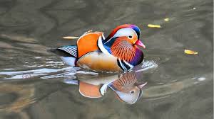 We ship over 500 live birds every year. It S Back New York City S Rare Mandarin Duck Makes Grand Return To Central Park Abc30 Fresno