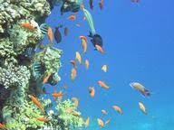Where is a fish's caudal fin? Aquarium Fish Quiz 20 Questions