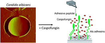 Image result for Caspofungin