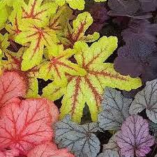 Image result for Heuchera cylindrica Greenfinch