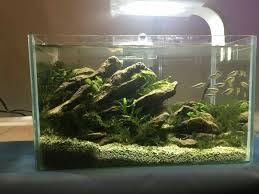 Pin By Evil Water On Aqua Passion Planted Aquarium Aquascape Aquatic Plants