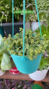 Image result for Ceropegia prostrata