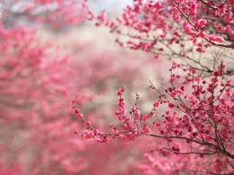 Beautiful wallpapers for desktop cherry blossom wallpapers hd. Cherry Blossom Desktop Wallpapers Wallpaper Cave