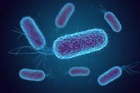 Coli infection, your doctor sends a sample of your stool to a laboratory to test for the presence of e. Escherichia Coli E Coli Bacteria Image Eurekalert Science News