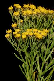 Image result for Phymaspermum