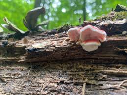 Image result for Merulius incarnatus