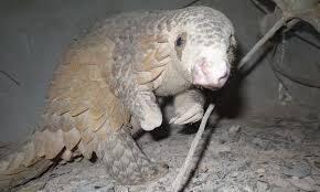 Dengan jebakan burung atau perangkap sederhana ini, burung berpeluang kembali ke tangan anda. Mengerikan 100 Ribu Lebih Jerat Dipasang Di Taman Nasional Mongabay Co Id Mongabay Co Id